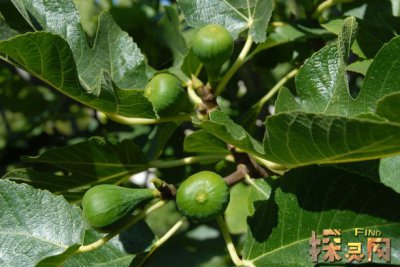 十大兇樹，你最愛的“桃”也上榜了枇杷也為兇樹(驚奇)