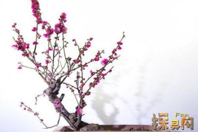 十大兇樹，你最愛的“桃”也上榜了枇杷也為兇樹(驚奇)