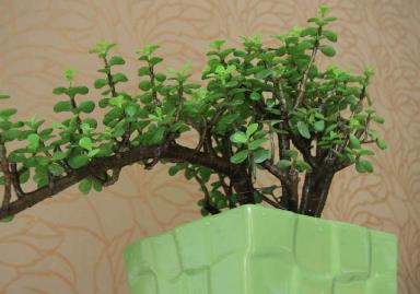 最旺宅的植物,這些植物能給主人帶來好運(yùn)