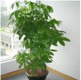 最旺宅的植物,這些植物能給主人帶來好運(yùn)