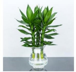 最旺宅的植物,這些植物能給主人帶來好運(yùn)