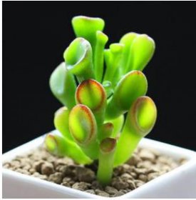 最旺宅的植物,這些植物能給主人帶來好運(yùn)