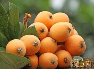 十大低糖水果排行榜,檸檬是低糖水果之王(糖分最低)