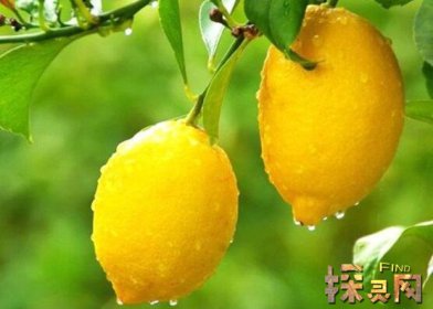 十大低糖水果排行榜,檸檬是低糖水果之王(糖分最低)