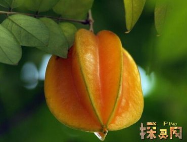 十大低糖水果排行榜,檸檬是低糖水果之王(糖分最低)