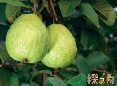 十大低糖水果排行榜,檸檬是低糖水果之王(糖分最低)