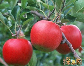 十大低糖水果排行榜,檸檬是低糖水果之王(糖分最低)