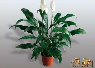 家里再窮也要養這3種花，發財樹和富貴竹伴你發財