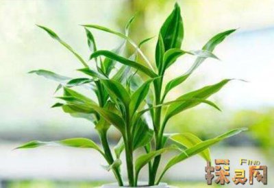 家里再窮也要養這3種花，發財樹和富貴竹伴你發財