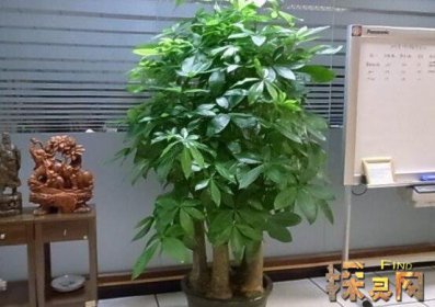 家里再窮也要養這3種花，發財樹和富貴竹伴你發財