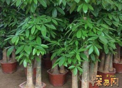 家里再窮也要養這3種花，發財樹和富貴竹伴你發財