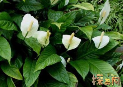 家里再窮也要養這3種花，發財樹和富貴竹伴你發財