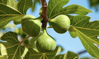 無花果是兇樹還是吉樹，招鬼（栽在家里會影響風水)