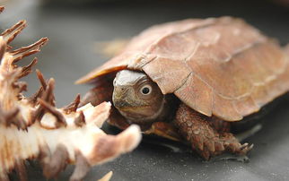 放生烏龜的十種功德，龜的長壽能給放生的人帶來福祉