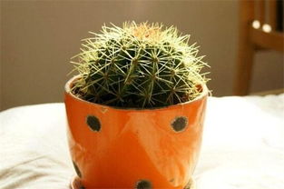 家里放仙人球是吉是兇,和仙人掌擺放的位置有關(guān)系