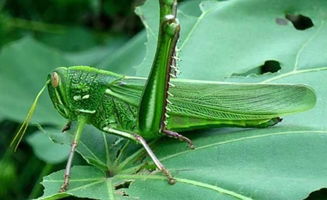 螞蚱吃什么蟲子，主要吃植物葉片（屬于農業害蟲)