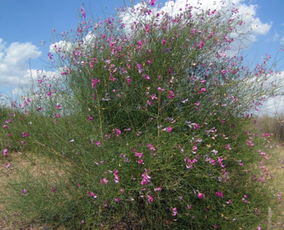 花棒是什么植物？花棒是豆科巖黃耆屬落葉大灌木