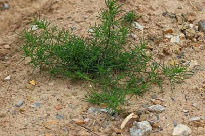 風滾草是掃帚苗嗎？兩種完全不同的植物（僅外形相似）