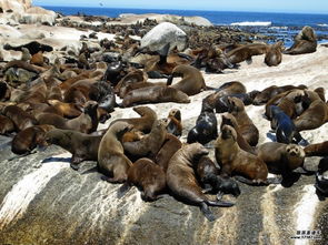 南非企鵝不怕熱嗎