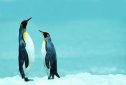 非洲企鵝能承受的最高溫度是多少？不超過26度