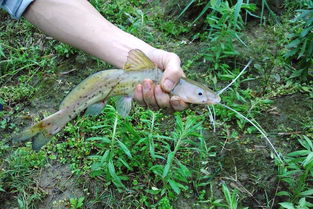 芝麻劍魚和鯰魚的區別
