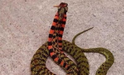 野雞脖子蛇有毒嗎