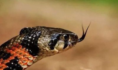 野雞脖子蛇有毒嗎