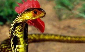 野雞脖子蛇有毒嗎