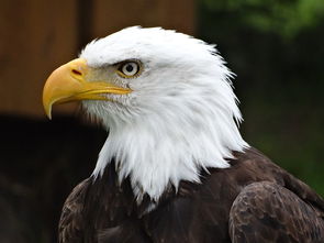 國鳥是公雞的國家是哪個國家
