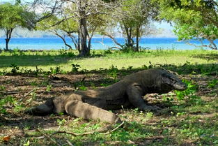 爪哇虎為什么是科莫多巨蜥的天敵