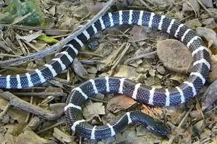 眼鏡王蛇和銀環蛇哪個毒