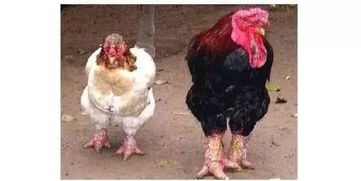 東濤雞為什么腿粗