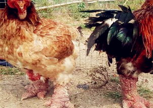 東濤雞國內多少錢一斤