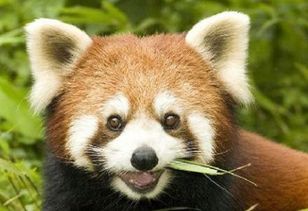 小熊貓和小浣熊一樣嗎