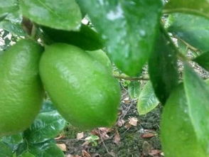 香水檸檬市場(chǎng)價(jià)多少錢(qián)一斤