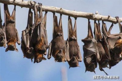 蝙蝠為什么會飛到家里