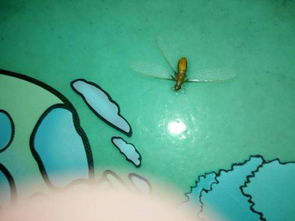 飛蟻為什么會出現在家中