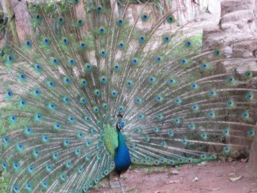 孔雀開屏是什么行為啊