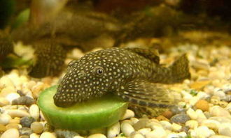 清道夫魚生命力有多強