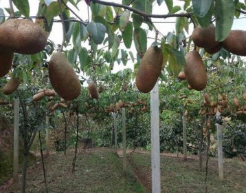 八月瓜什么時候種植