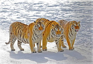 東北虎為什么成為保護動物