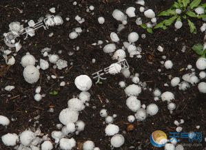 冰雹是哪個季節下的