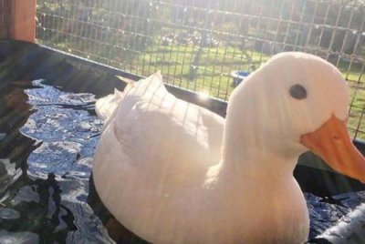 柯爾鴨小時候和普通鴨子區別