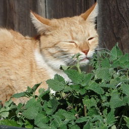 貓薄荷為什么讓貓興奮