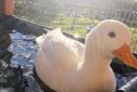 柯爾鴨小時候和普通鴨子區(qū)別