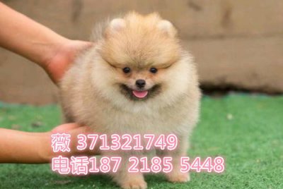 俊介犬和茶杯犬區別