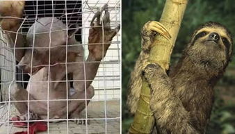 樹懶和水鬼的區別