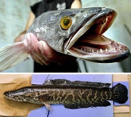 蛇頭魚(yú)和黑魚(yú)的區(qū)別