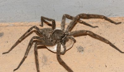 高腳蛛和巨蟹蛛的區別