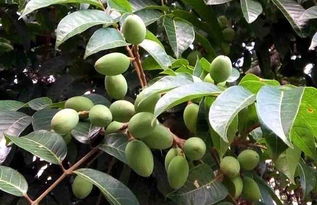 白色橄欖樹是真實事件改編的嗎